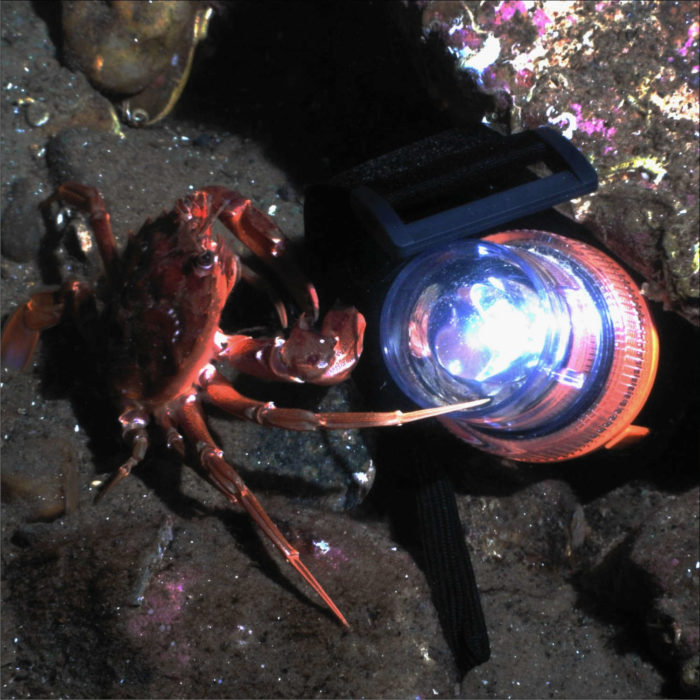 LED Emergency Strobe Light - Works Underwater