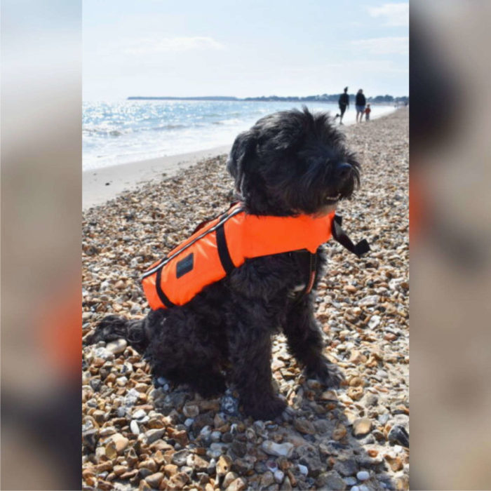 Typhoon Totland Dog Vest - At the Beach