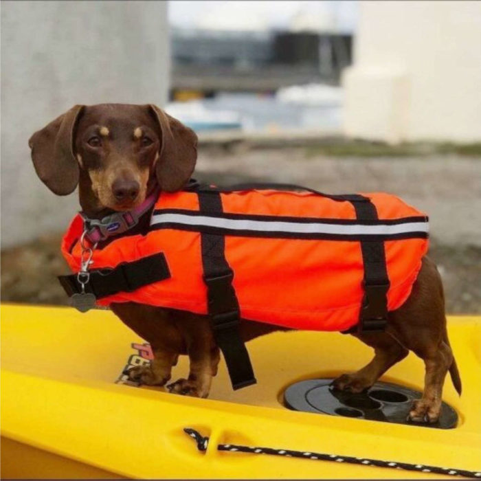 Typhoon Totland Dog Vest - Kayaking